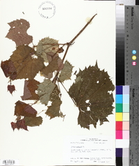 Vitis vulpina image