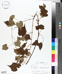 Vitis vulpina image