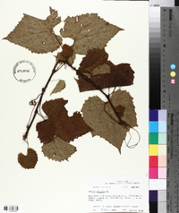 Vitis vulpina image