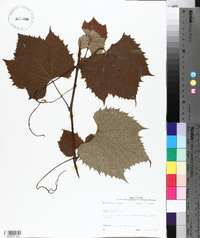 Vitis vulpina image