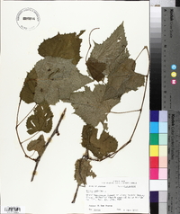 Vitis vulpina image