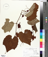 Vitis vulpina image