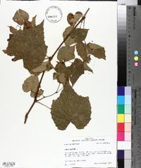 Vitis vulpina image