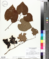 Vitis cinerea var. canescens image