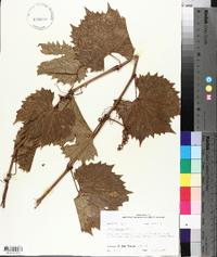 Vitis riparia image