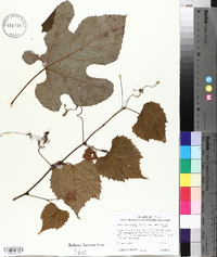 Vitis aestivalis var. aestivalis image