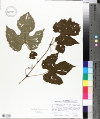 Vitis aestivalis var. aestivalis image