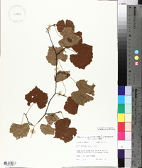 Vitis rotundifolia image