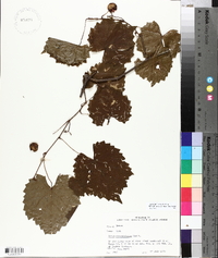 Vitis rotundifolia image