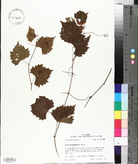 Vitis rotundifolia image