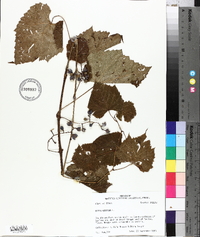 Vitis vulpina image