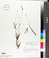 Xyris difformis var. curtissii image