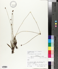 Xyris difformis var. curtissii image