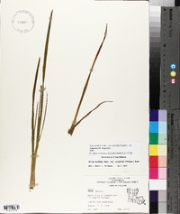 Xyris laxifolia image