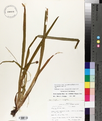 Xyris laxifolia image