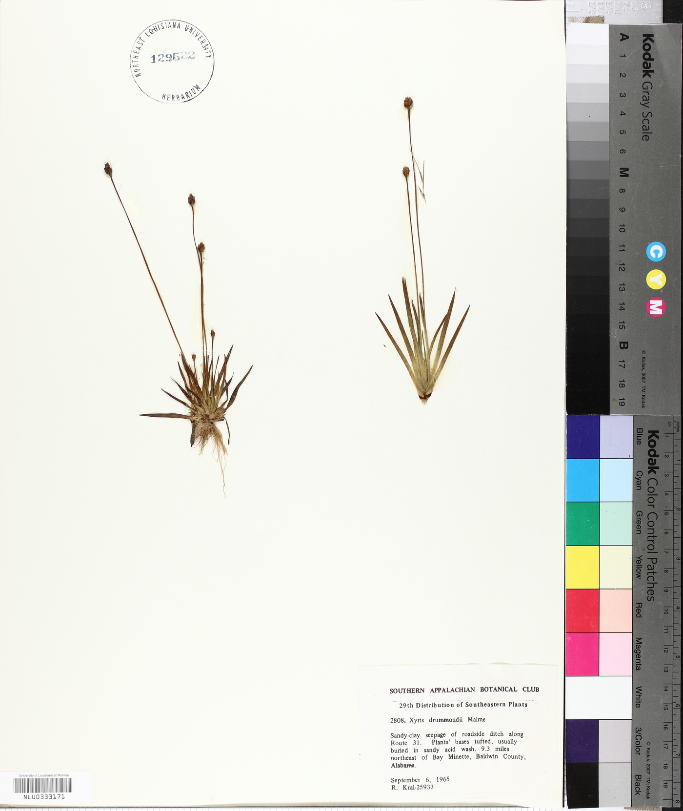 Xyris drummondii image