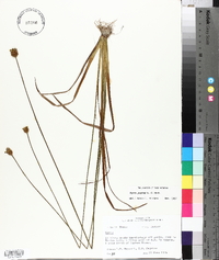 Xyris jupicai image