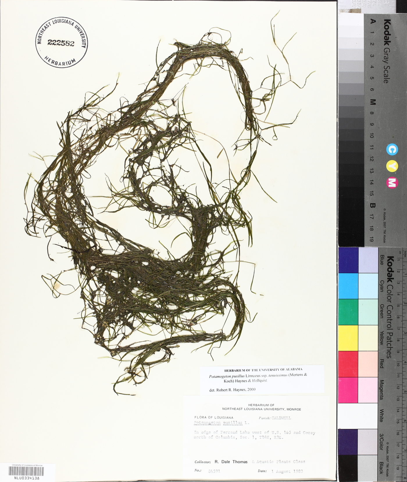 Potamogeton berchtoldii image