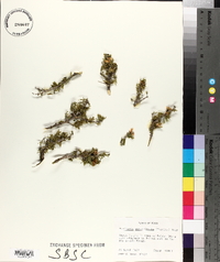 Porlieria angustifolia image