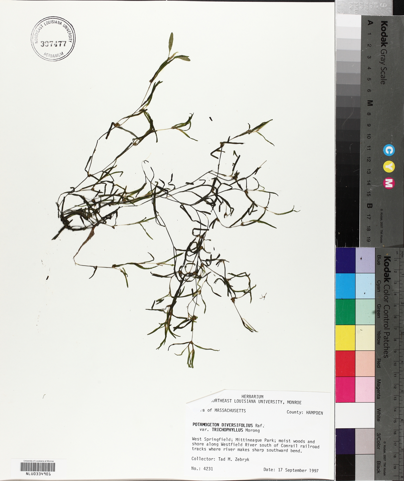 Potamogeton spirillus image