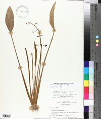 Sagittaria platyphylla image