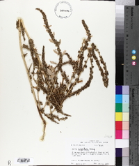 Amaranthus australis image