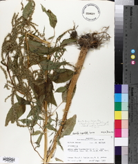 Amaranthus australis image