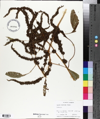 Amaranthus australis image