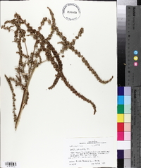 Amaranthus tuberculatus image