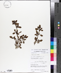 Alternanthera paronychioides image