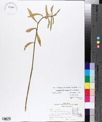 Alternanthera philoxeroides image