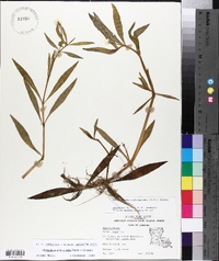 Alternanthera philoxeroides image