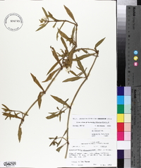Alternanthera philoxeroides image