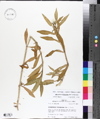 Alternanthera philoxeroides image