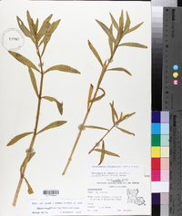 Alternanthera philoxeroides image