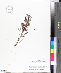 Helianthemum georgianum image