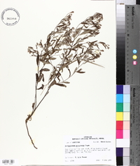 Helianthemum georgianum image