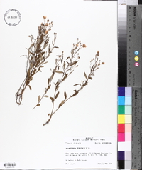 Helianthemum georgianum image