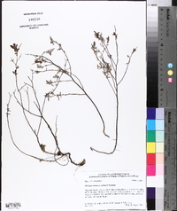 Helianthemum georgianum image