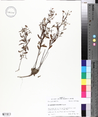 Helianthemum georgianum image