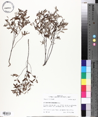 Helianthemum georgianum image