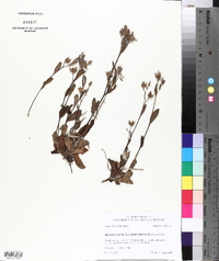 Helianthemum carolinianum image