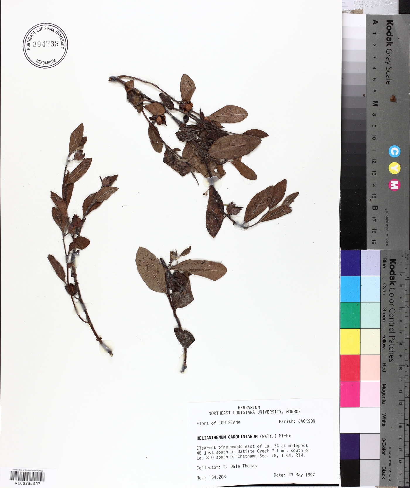 Helianthemum carolinianum image