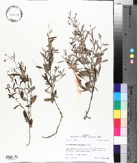 Helianthemum georgianum image