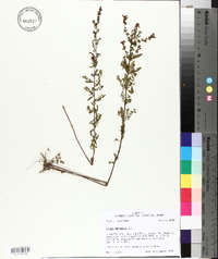 Lechea mucronata image