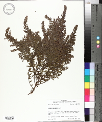 Lechea mucronata image