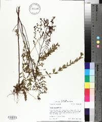 Lechea mucronata image