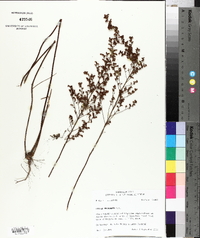 Lechea mucronata image