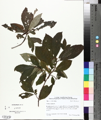 Clethra alnifolia image