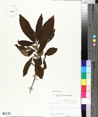 Clethra alnifolia image